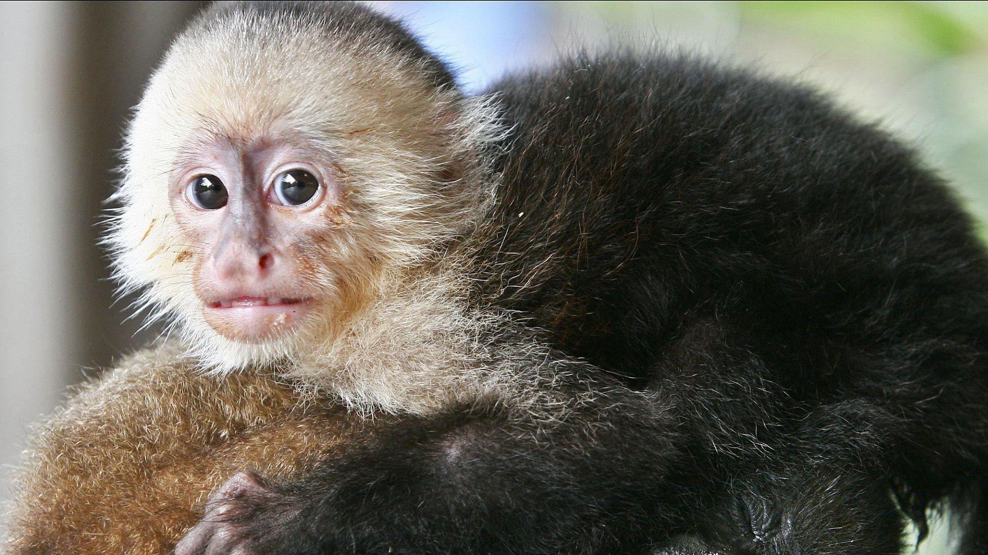 Man who brought monkey on Las Vegas-bound flight said ordeal was 'big  misunderstanding' — PHOTOS, Local Las Vegas