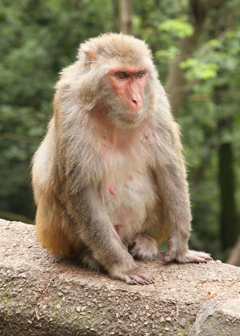 Macaco rhesus