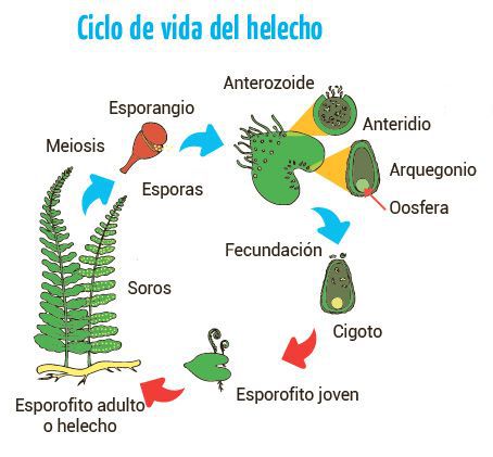 diagrama del ciclo de vida del musgo