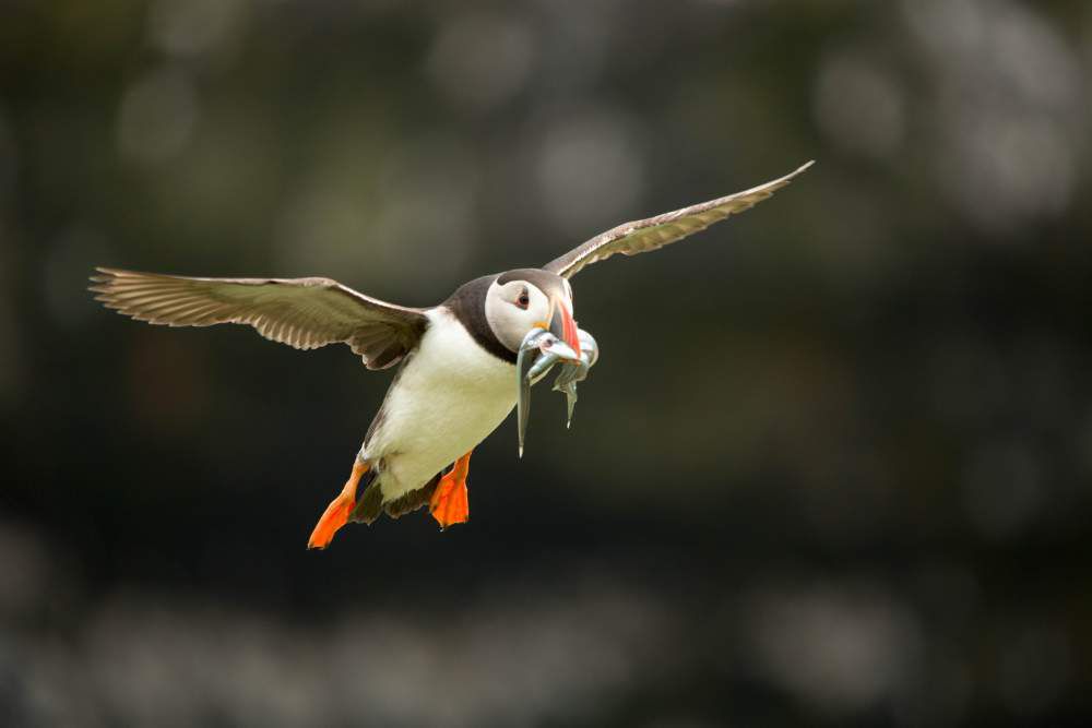 Fratercula_arctica_-Skomer_Island_Wales_-flying_with_fish_in_beak-8-e1575646467921.jpg