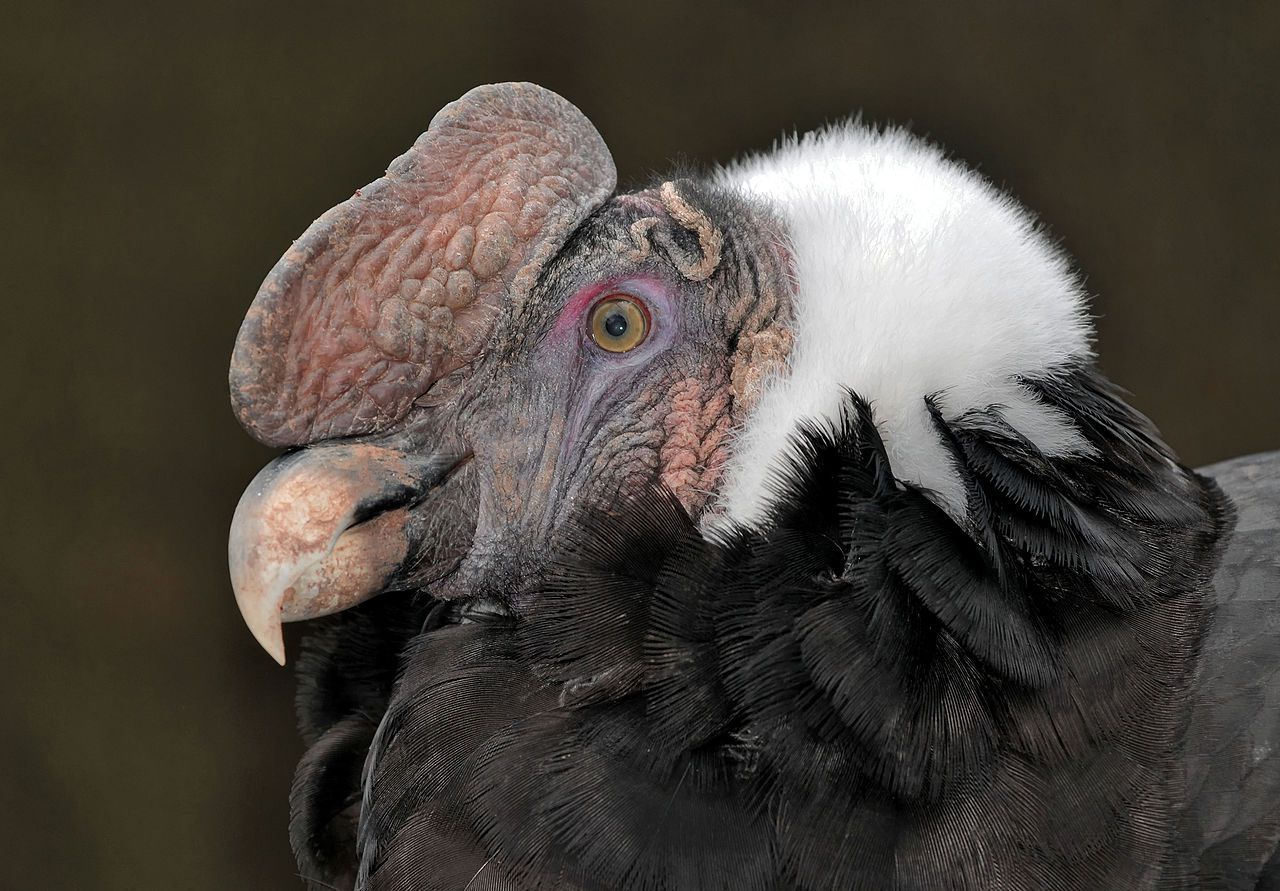 Vultur_gryphus_head_Linnaeus_1758.jpg