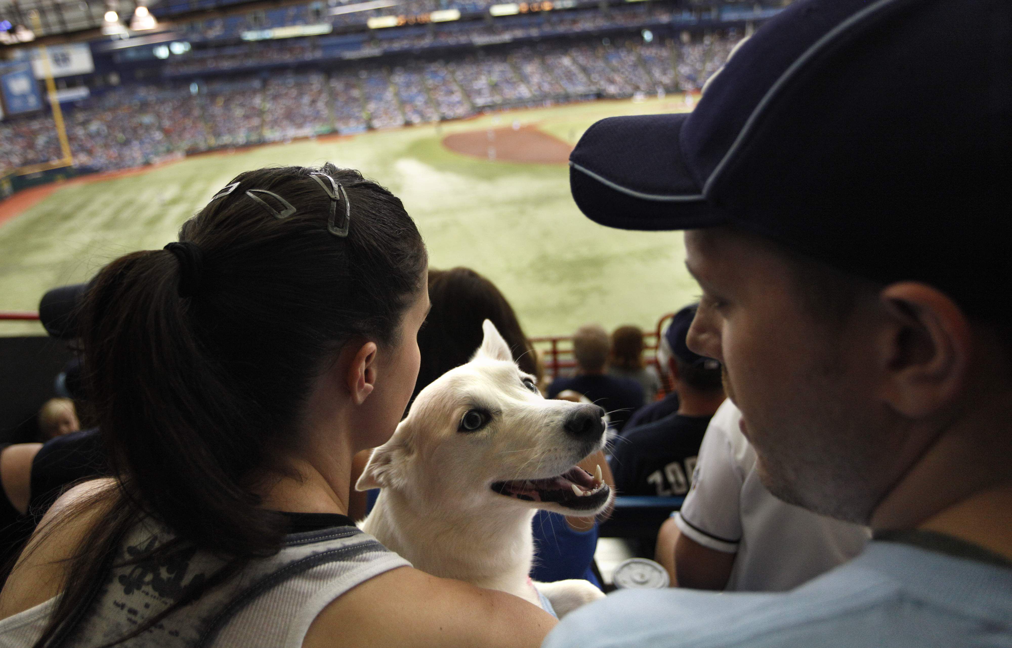 Dog Day at the Rays - The Tampa Bay 100