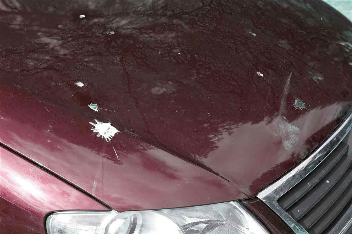 193.-how-to-remove-bird-poop-stains-from-car.jpeg