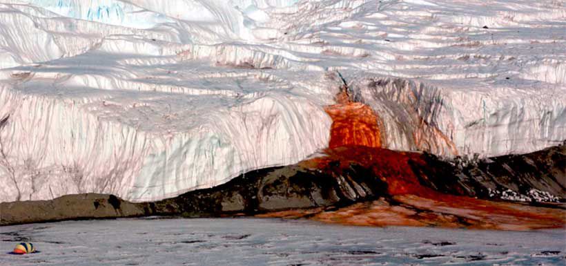 casada-de-sangre-antartica