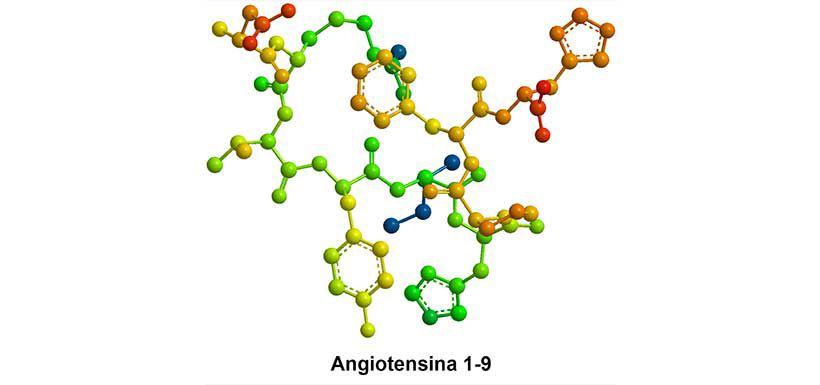 Angiotensina-1-9-Fondo-Blanco.jpg