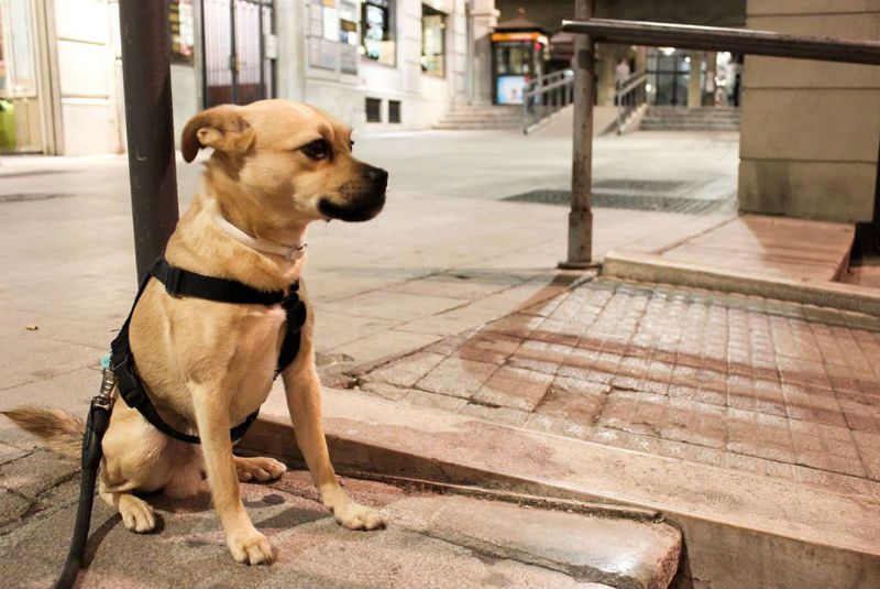 Perro español