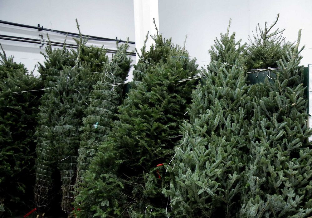 Cuánto cuesta el típico árbol que adorna los hogares de Panamá en Navidad?  | La Prensa Panamá