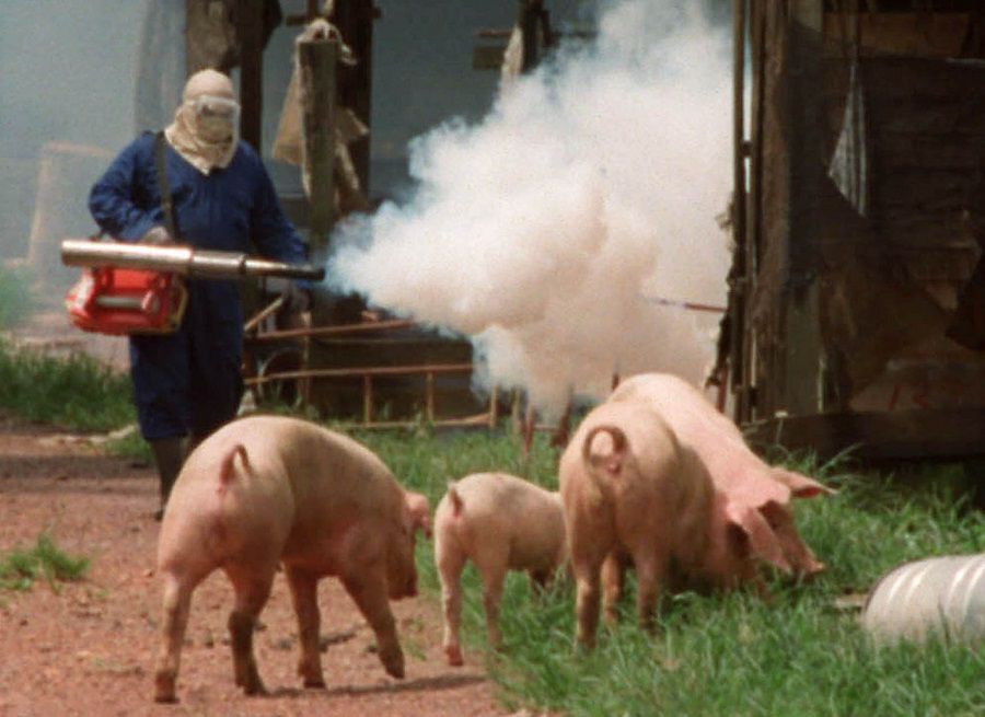 A HEALTH MINISTRY WORKER FOGS A PIG FARM IN SUNGAI NIPAH.