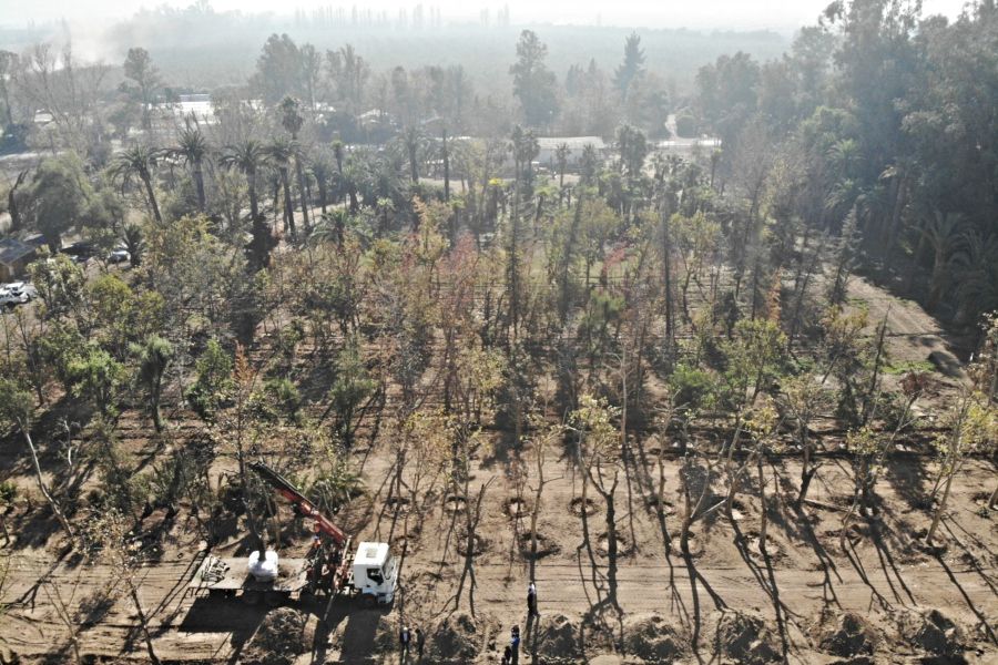 El vivero se ubica en la comuna de Padre Hurtado. Foto: Patricio Fuentes, La Tercera.