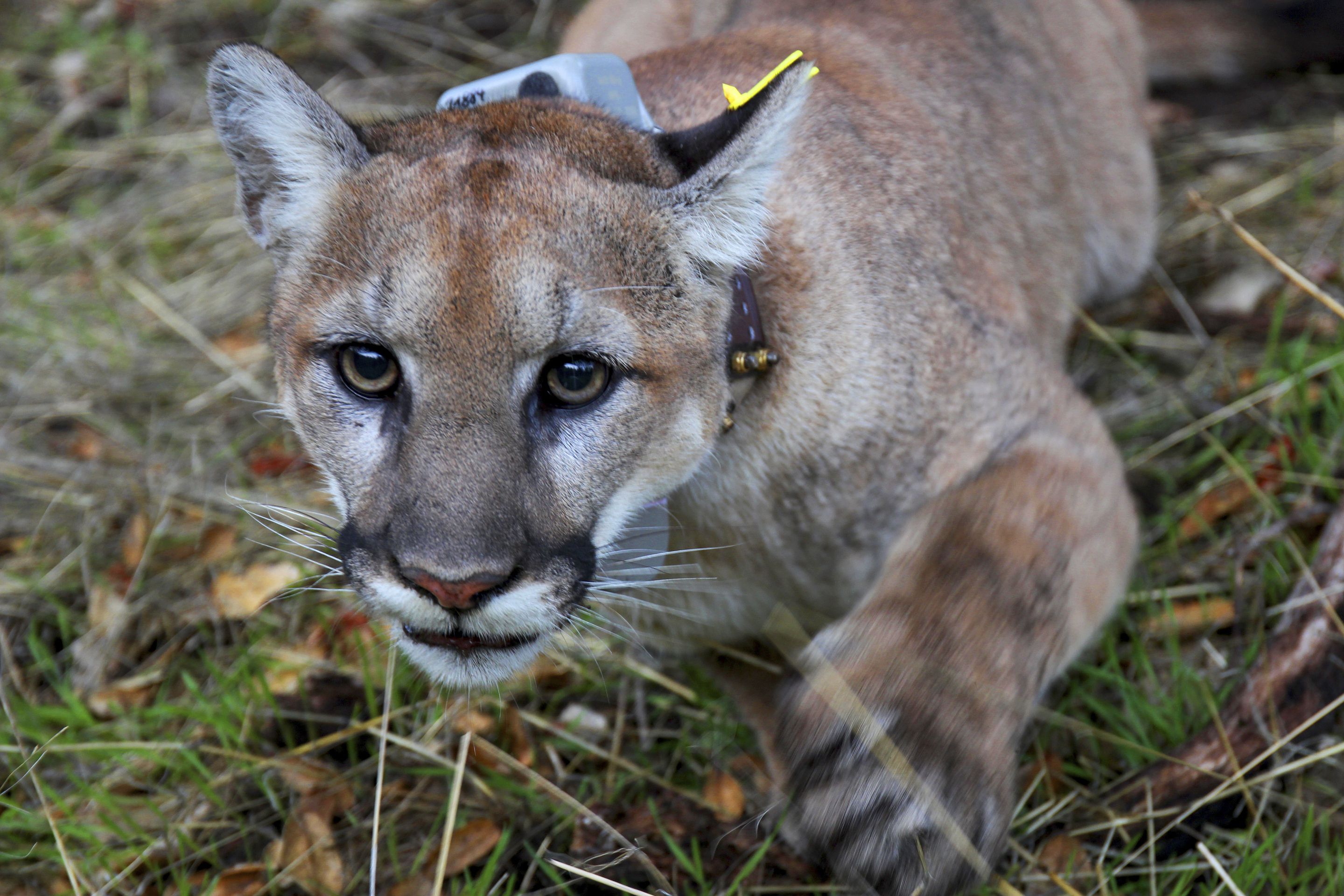 Mountain lions will continue to stalk suburbia