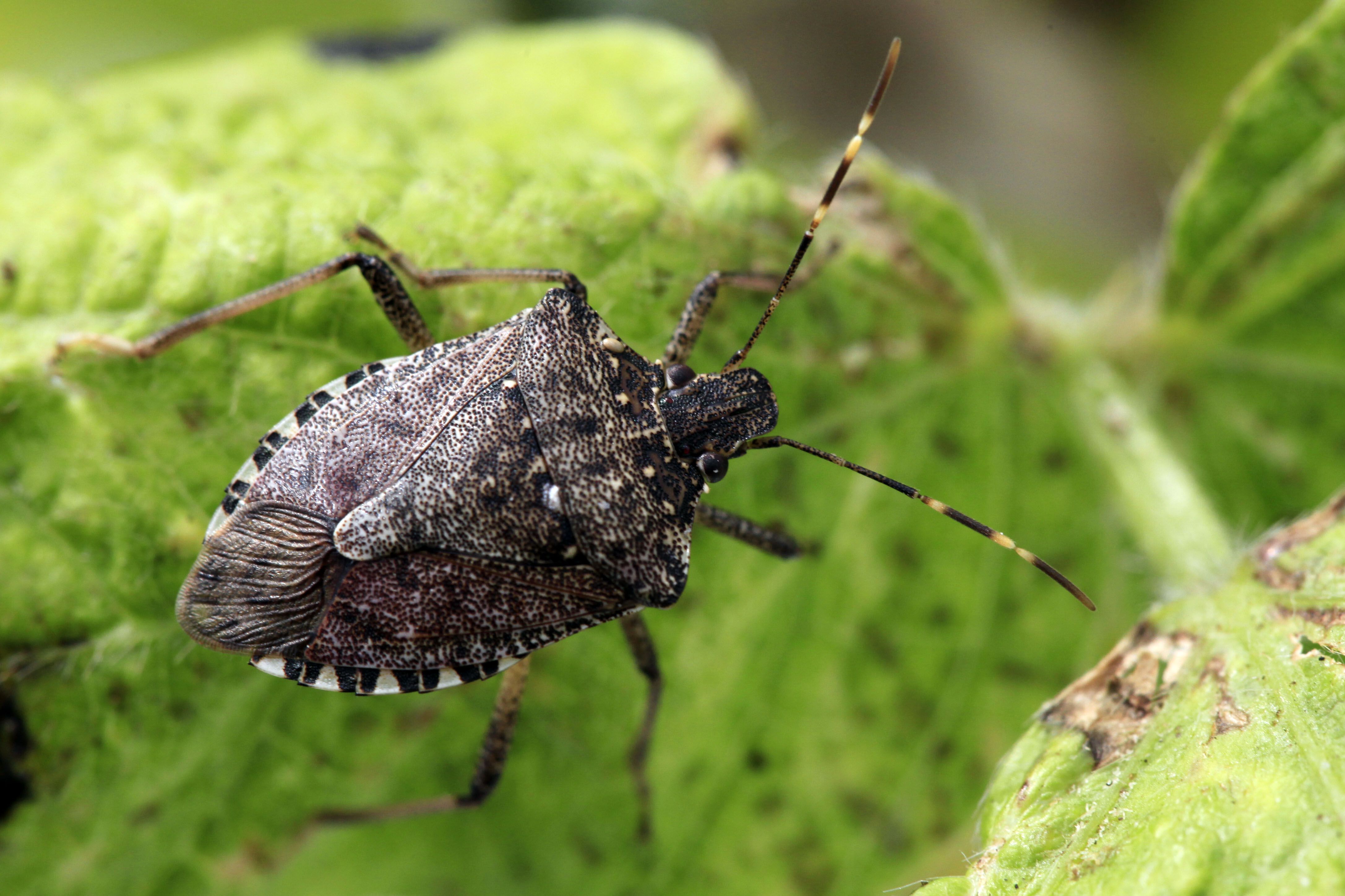 Stink bugs, Asian beetles and more pesky bugs ready to invade your home  this fall 