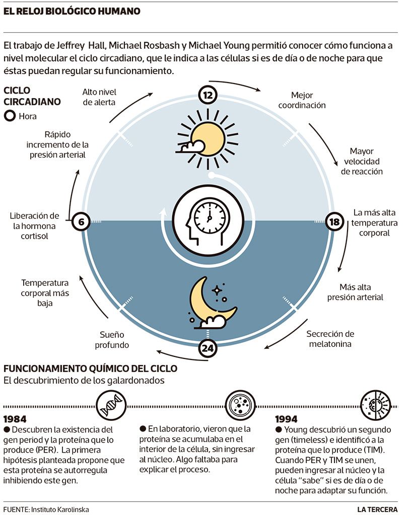 LT03-circadiano.jpg