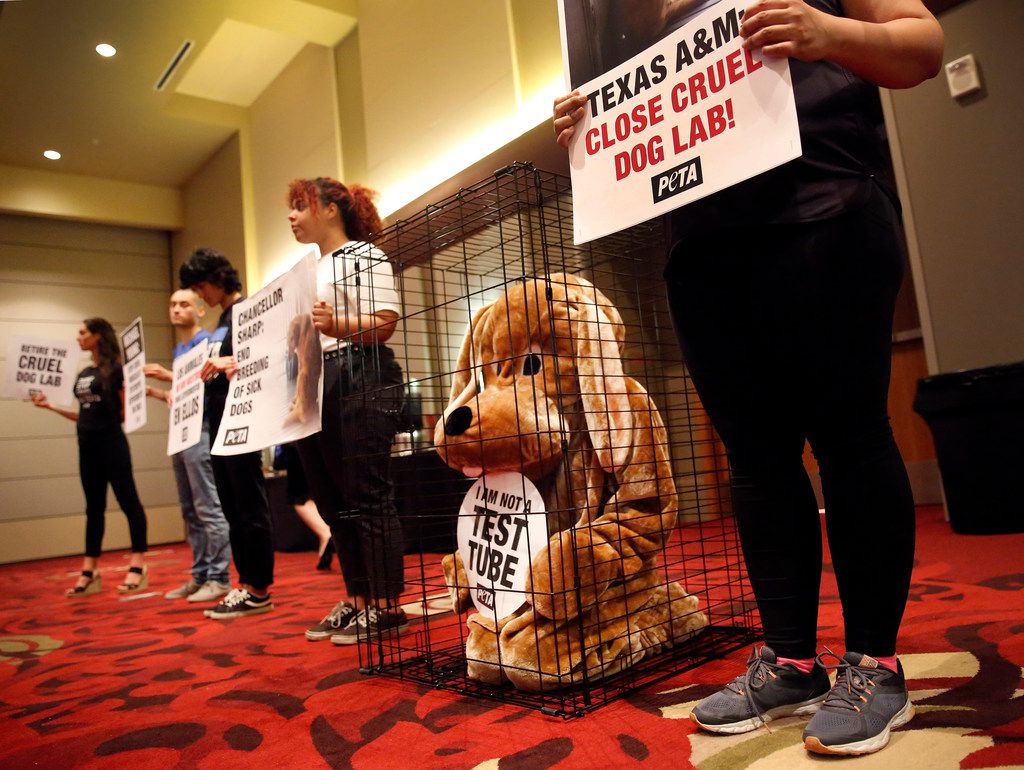 Texas A M S Research Using Dogs Is Cruel And It Isn T