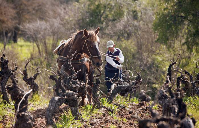 Horse-and-farmer-Maule-700x450.jpg