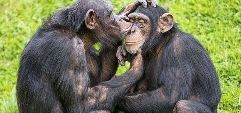 chimpances