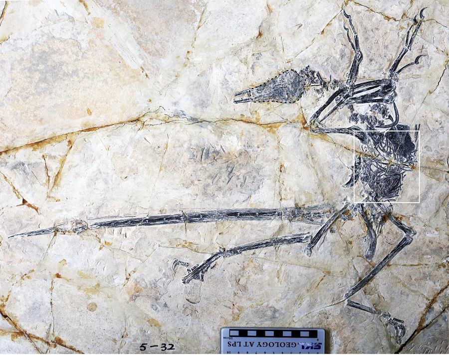 Microraptor-1.jpg