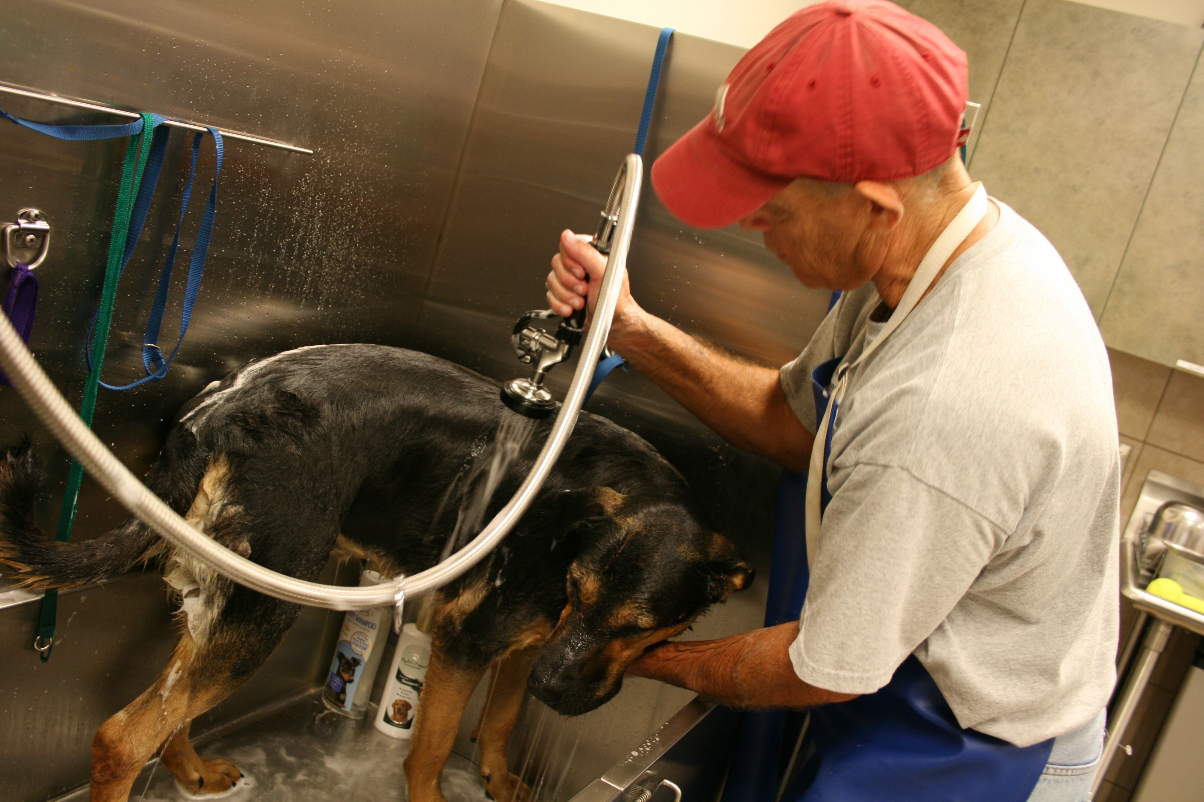 Farmers Branch animal shelter lowers pet adoption fee