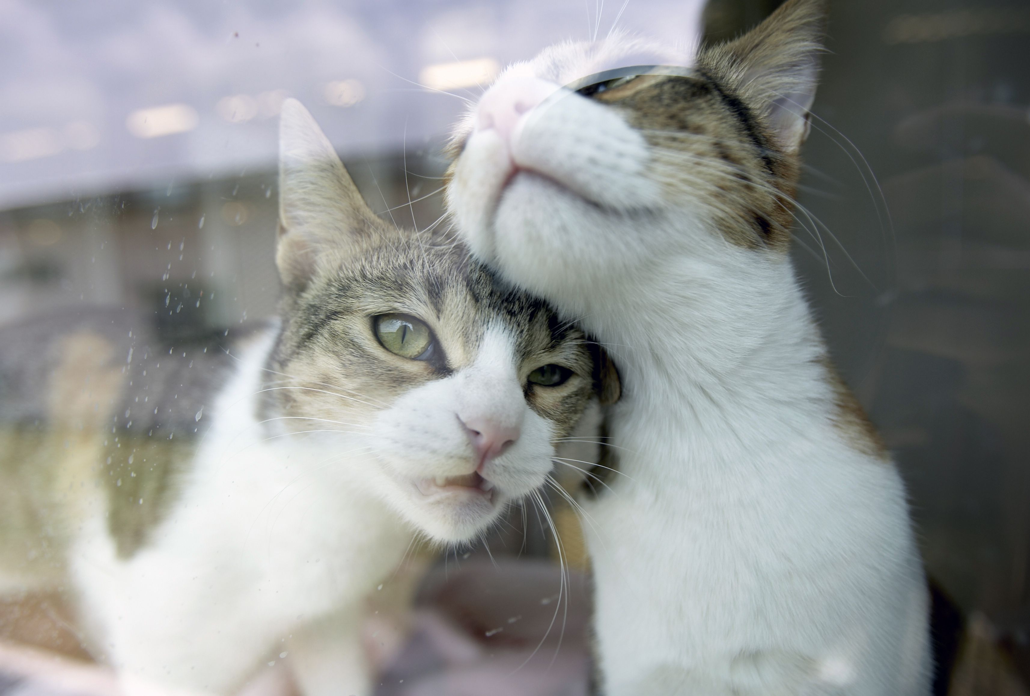 Cats cuddle in their air-conditioned room at Sembawang Animal Quarantine Station in Singapore