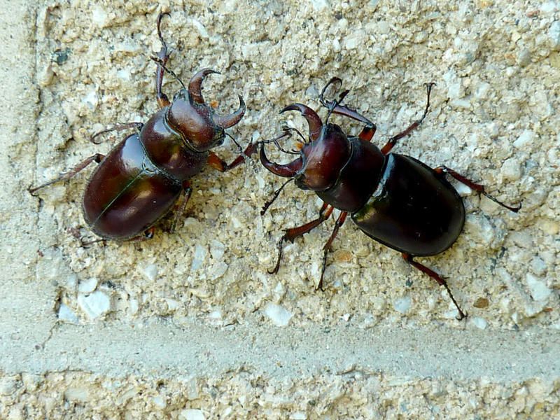 Good Natured in St. Charles: Stag beetles prove helpful species
