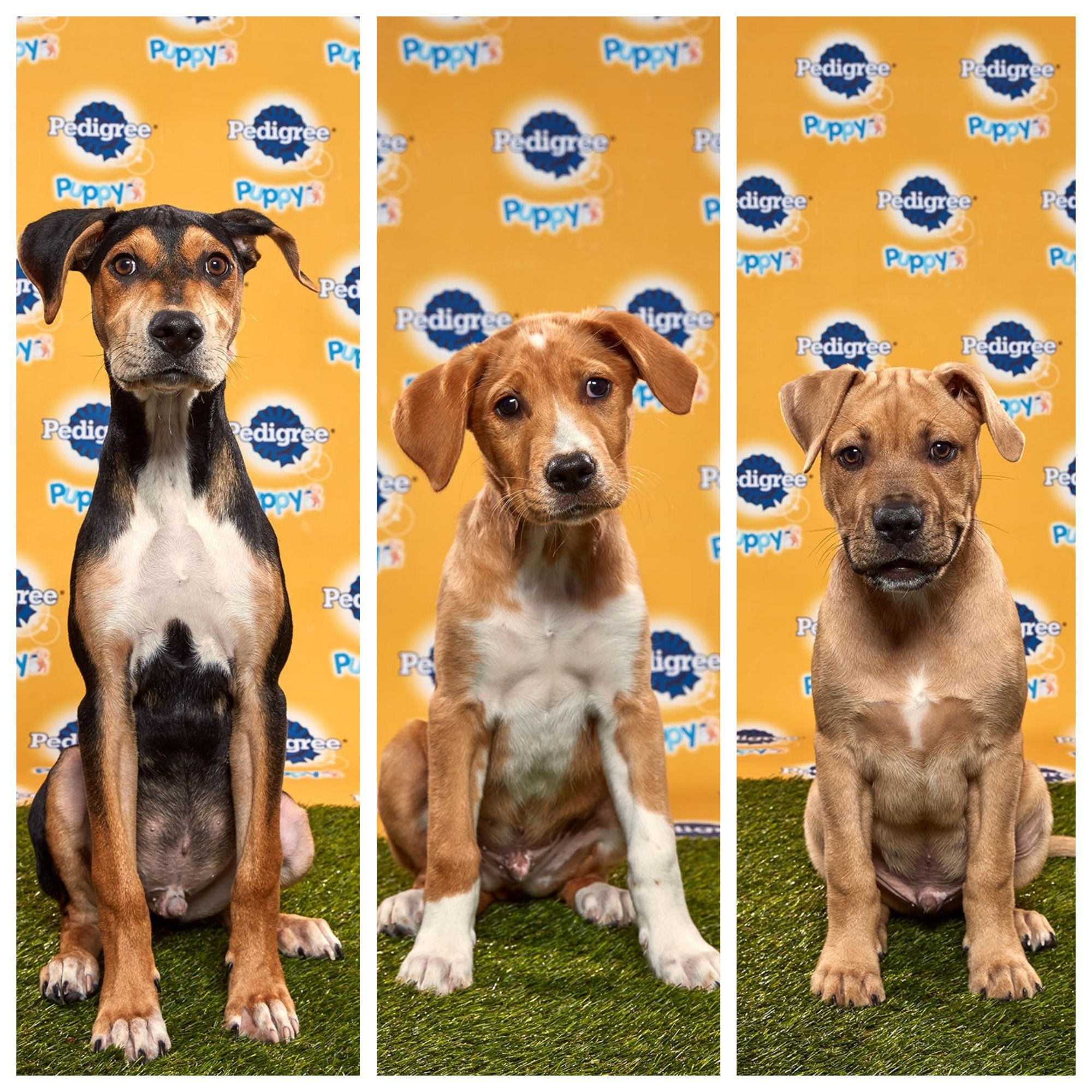 Pedigree puppy clearance bowl