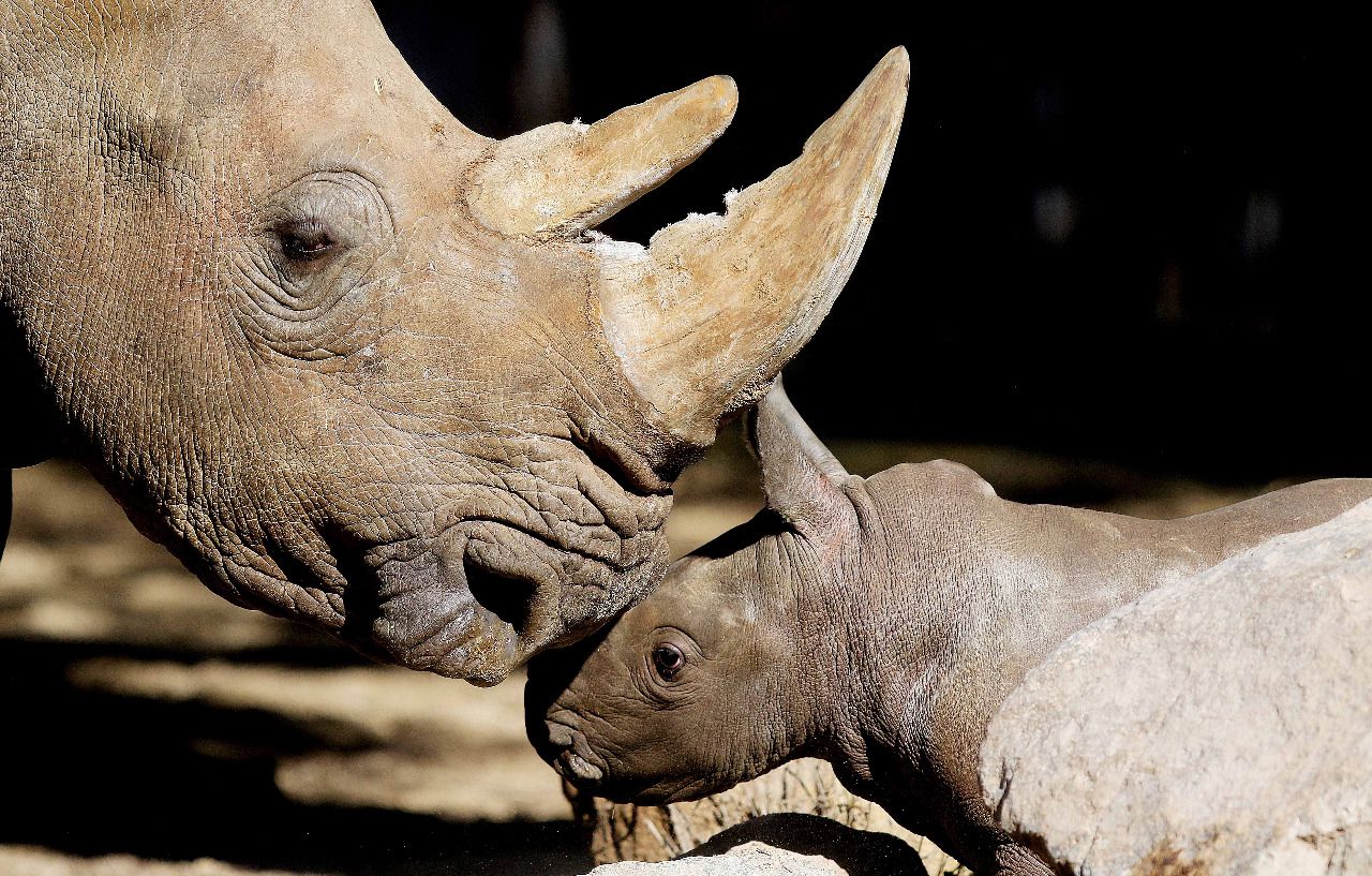 rinoceronte buin zoo 4