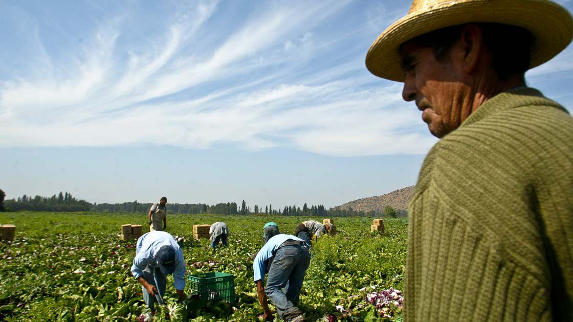 Cosecha-de-Radicchio-Agro-Chile