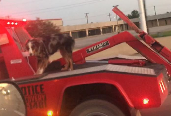 Viral video shows dog tethered to back of tow truck on I-30