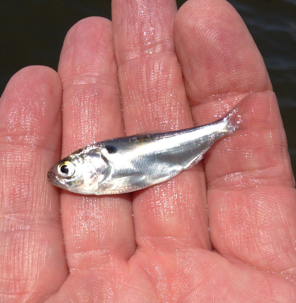 When fish are keyed in on small shad or herring, our 'Shad Scales