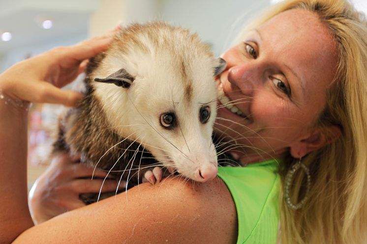 Cuddly, housetrained Barley is not your backyard possum