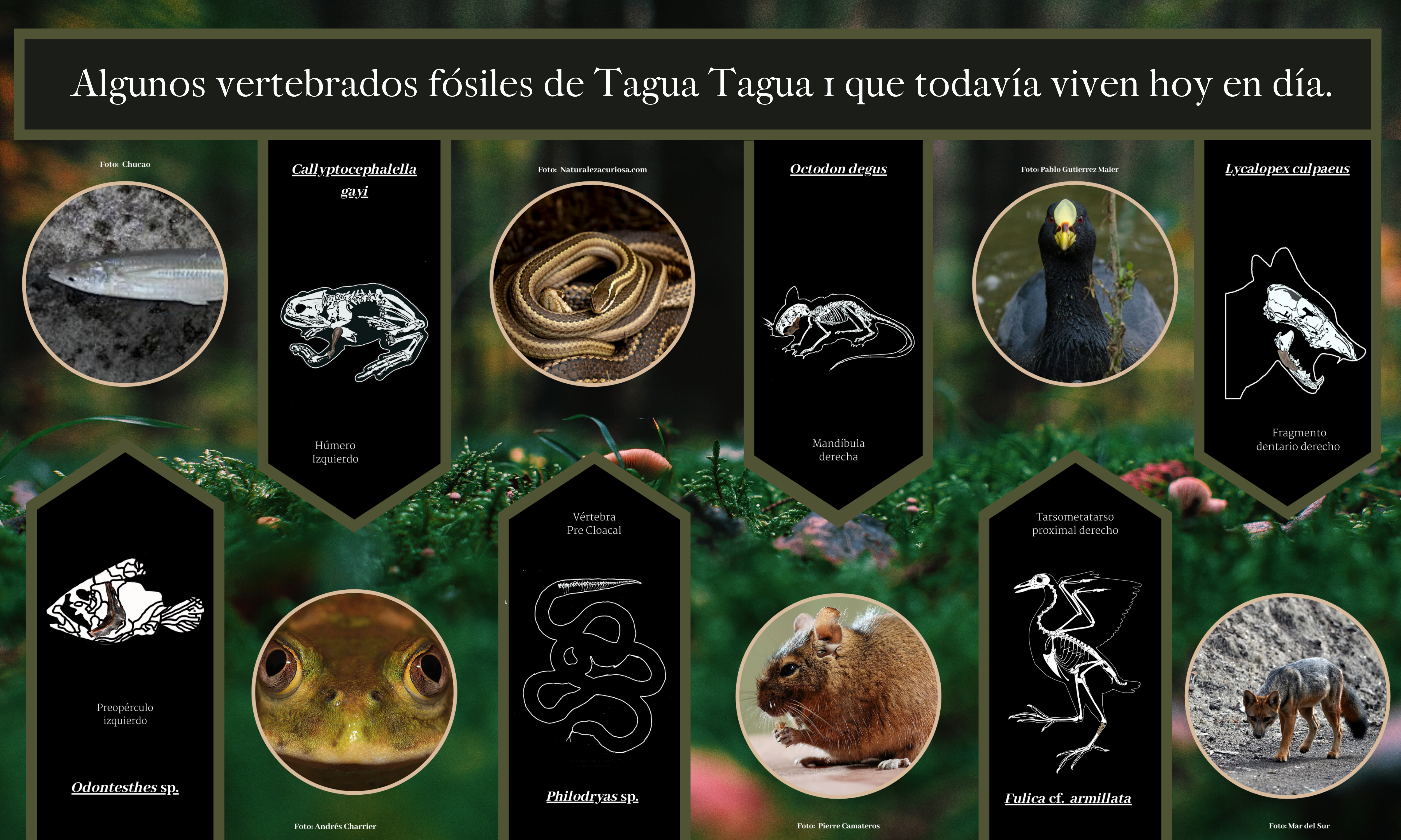 Tagua Tagua