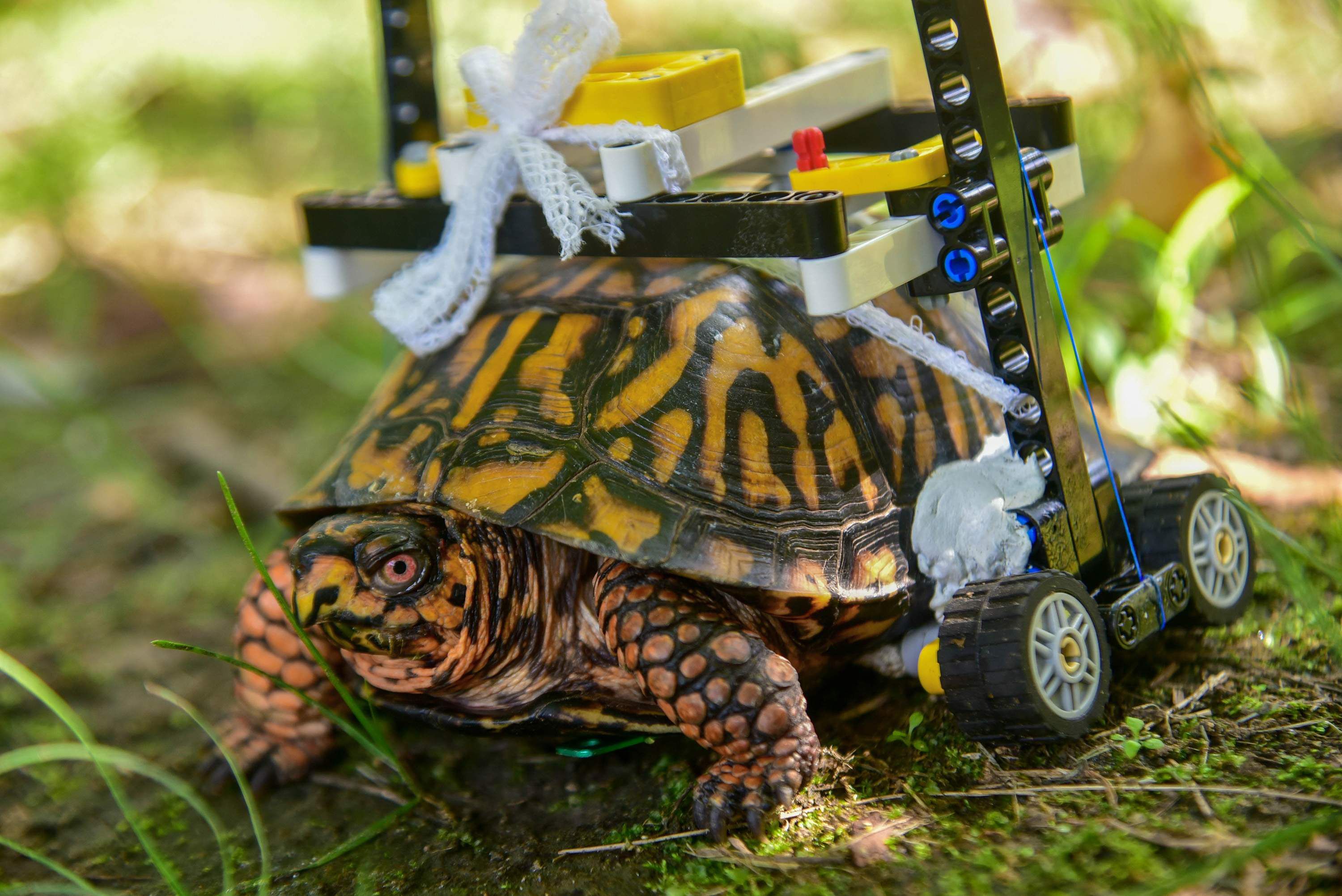 Villain Dangle Slumber What has four LEGOs and crawls? Maryland box turtle takes slow road to  recovery
