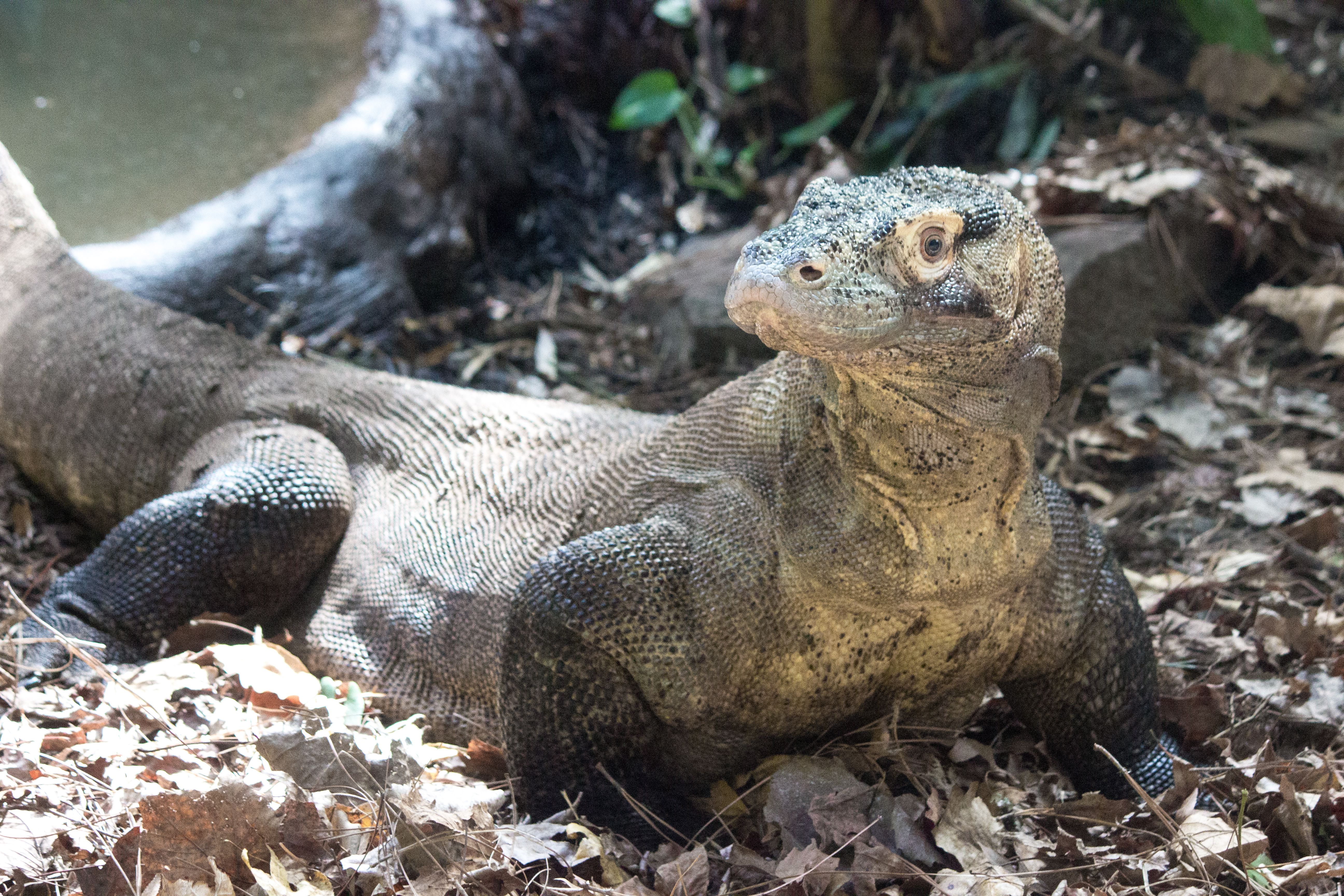 Komodo Dragons — City of Albuquerque