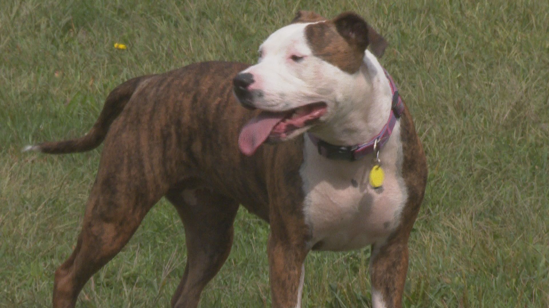 Mid-Michigan dog owner can't find housing because of dog's breed