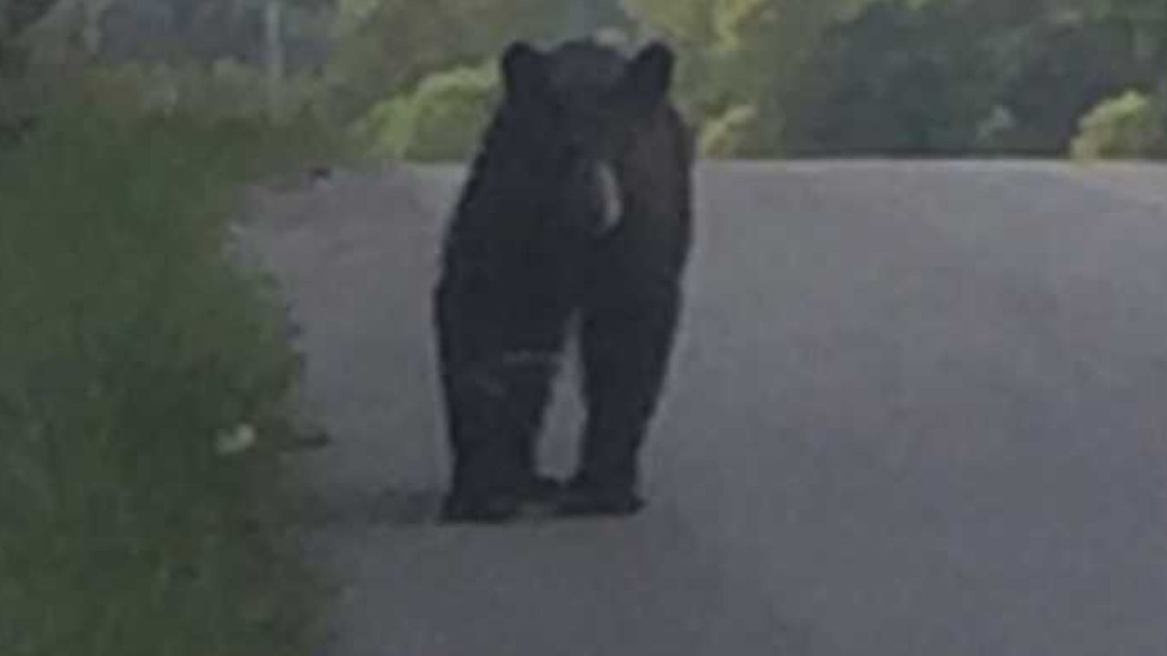 More photos surface of black bears in southern Kentucky