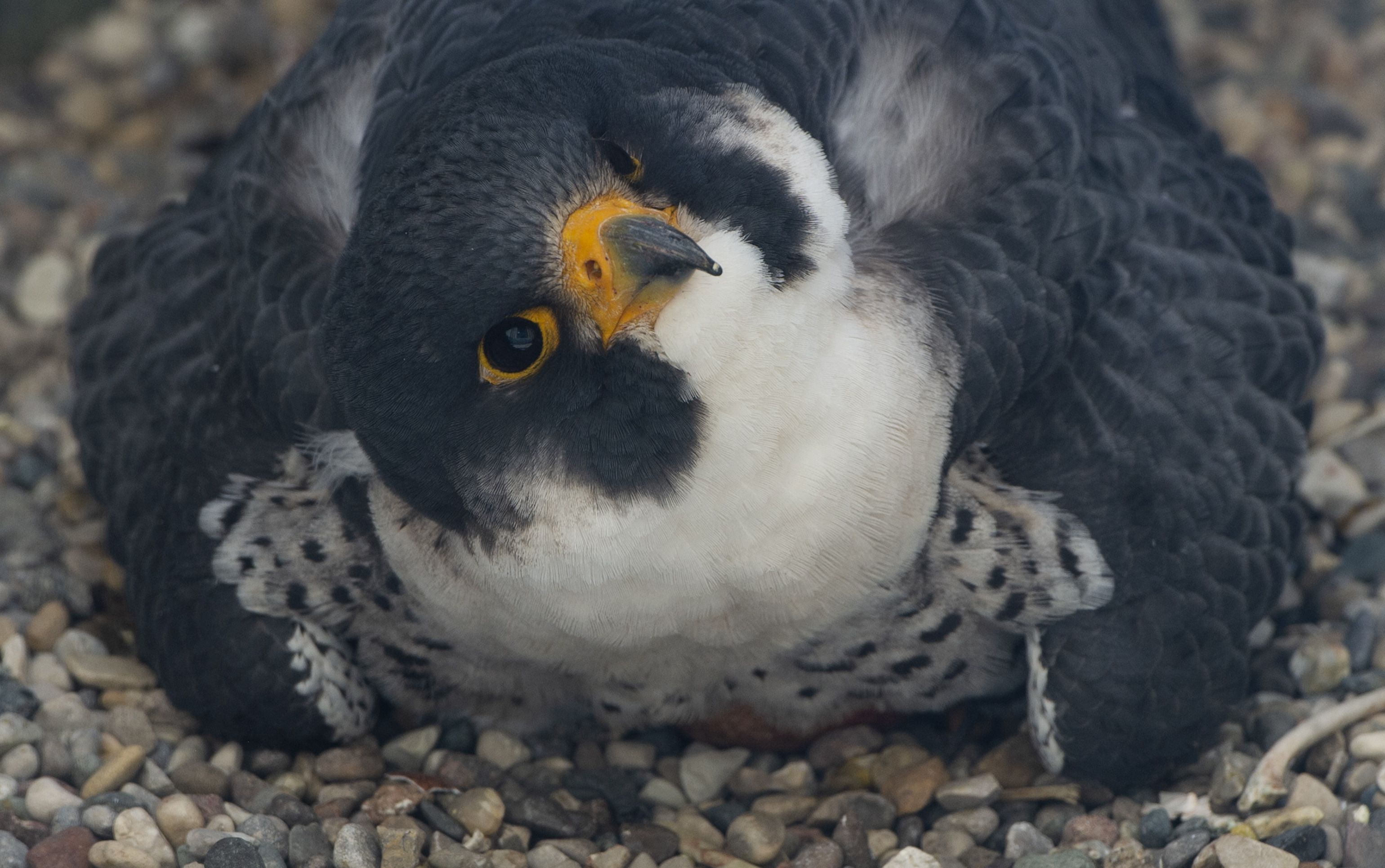 Birds of a feather: Falcons have super fans, friends in Asheville,  Greenville