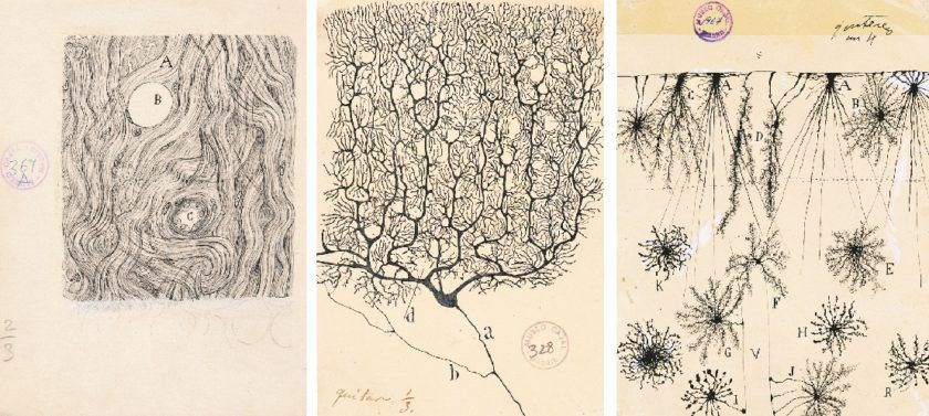 Imagen-WAM_Cajal_m367a-840x377.jpg