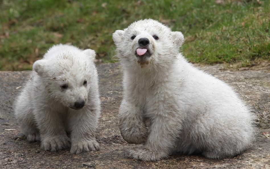 newborn baby polar bears