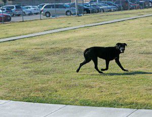 why do dogs attack unprovoked