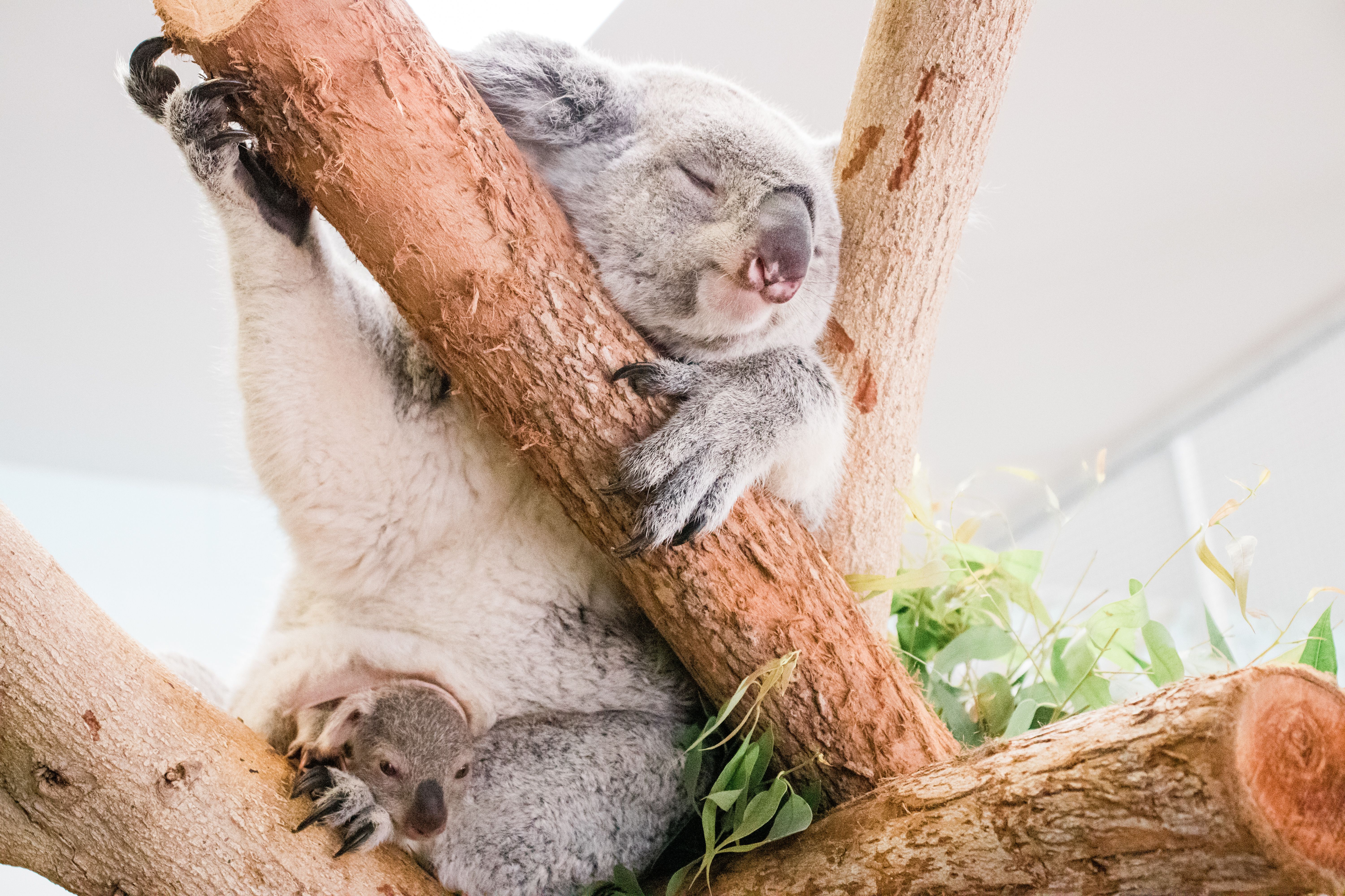 ontmoeten rand ticket Look at these baby koala photos from ZooTampa