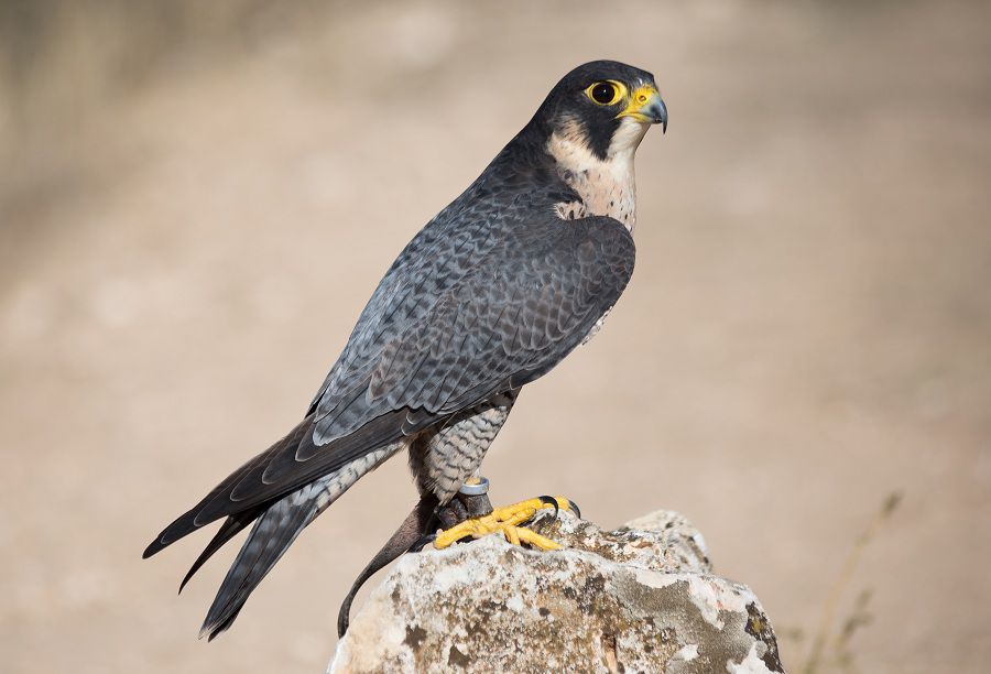 Halcon peregrino