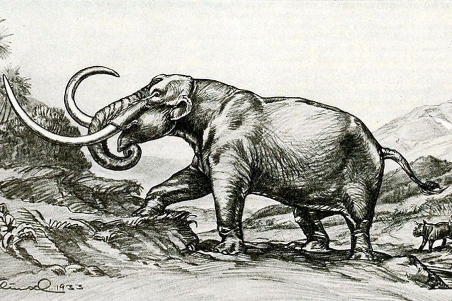 Choerolophodon