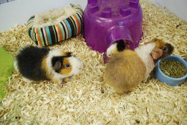 Guinea pig sale rescue dfw