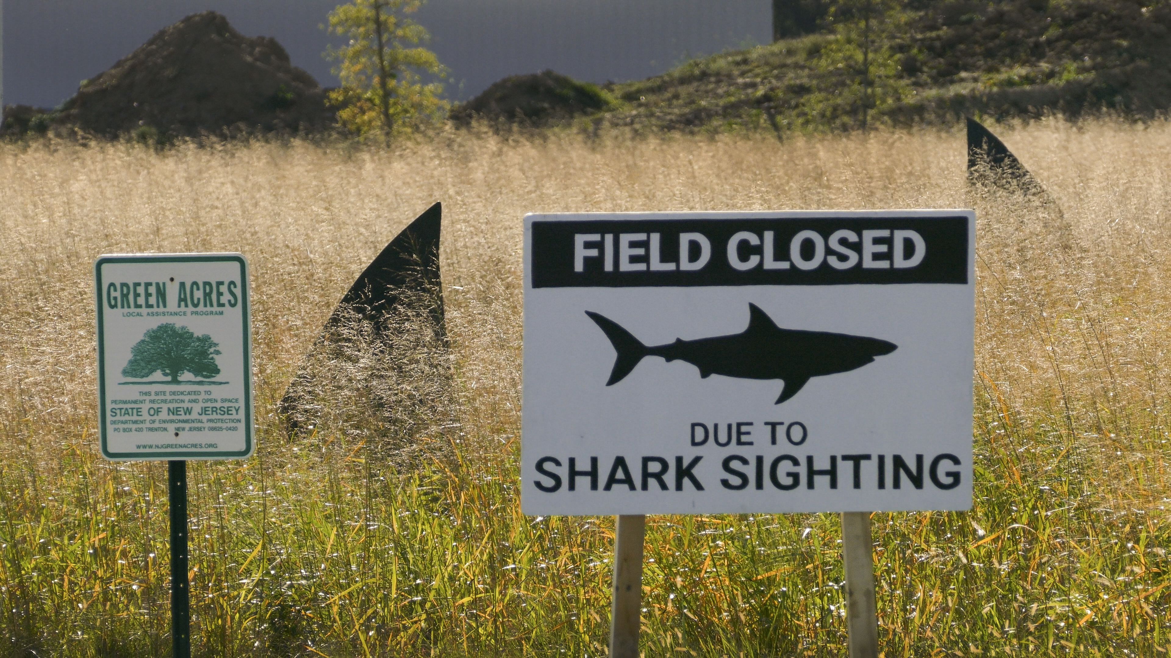 Sharks and Dolphins Lock Fins in Jersey City