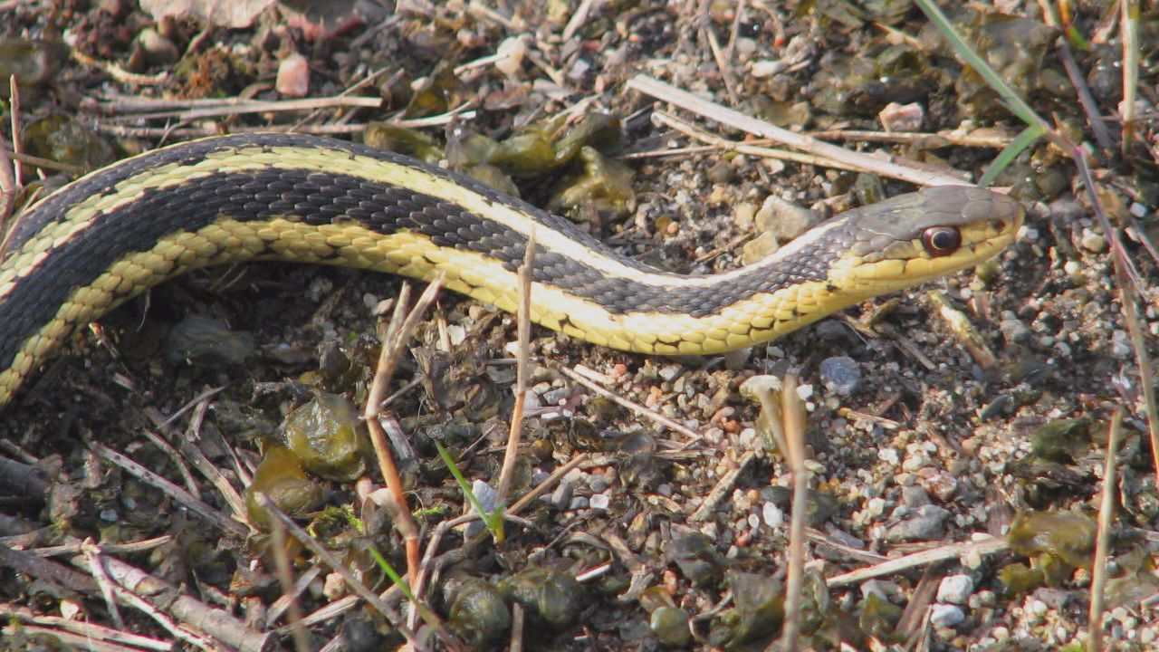 Experts warn Virginia's venomous snakes are out and about