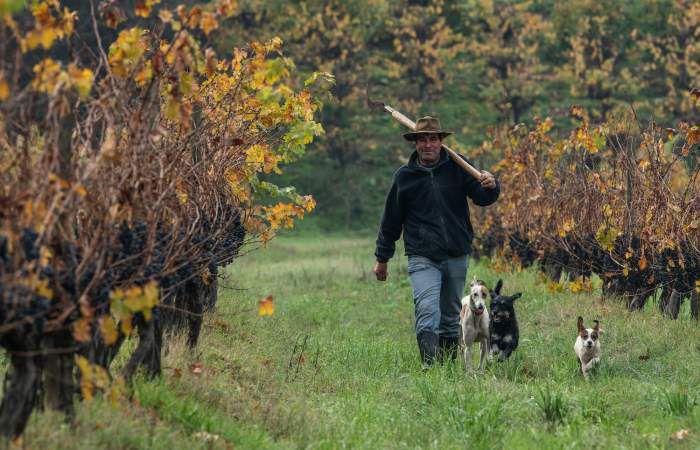 Vineyard-worker-with-three-dogs-at-Odfjell-winery-copy-700x450.jpg