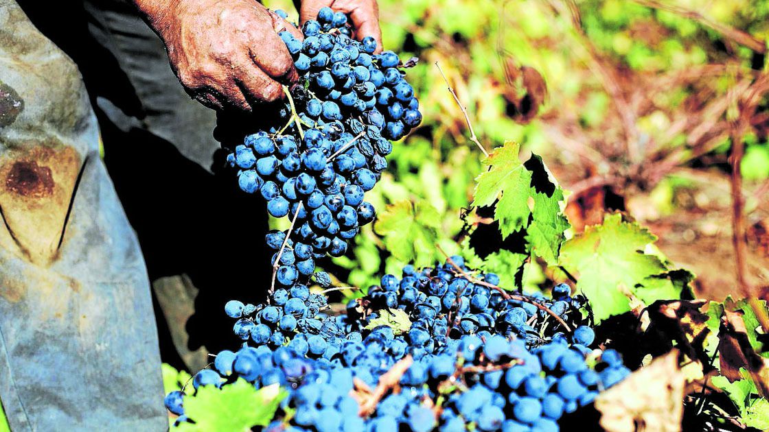 GUARILIHUE: Cosecha de Uva