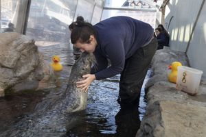 Conservation efforts have saved seals, but at what cost to Cape Cod  fishermen? 