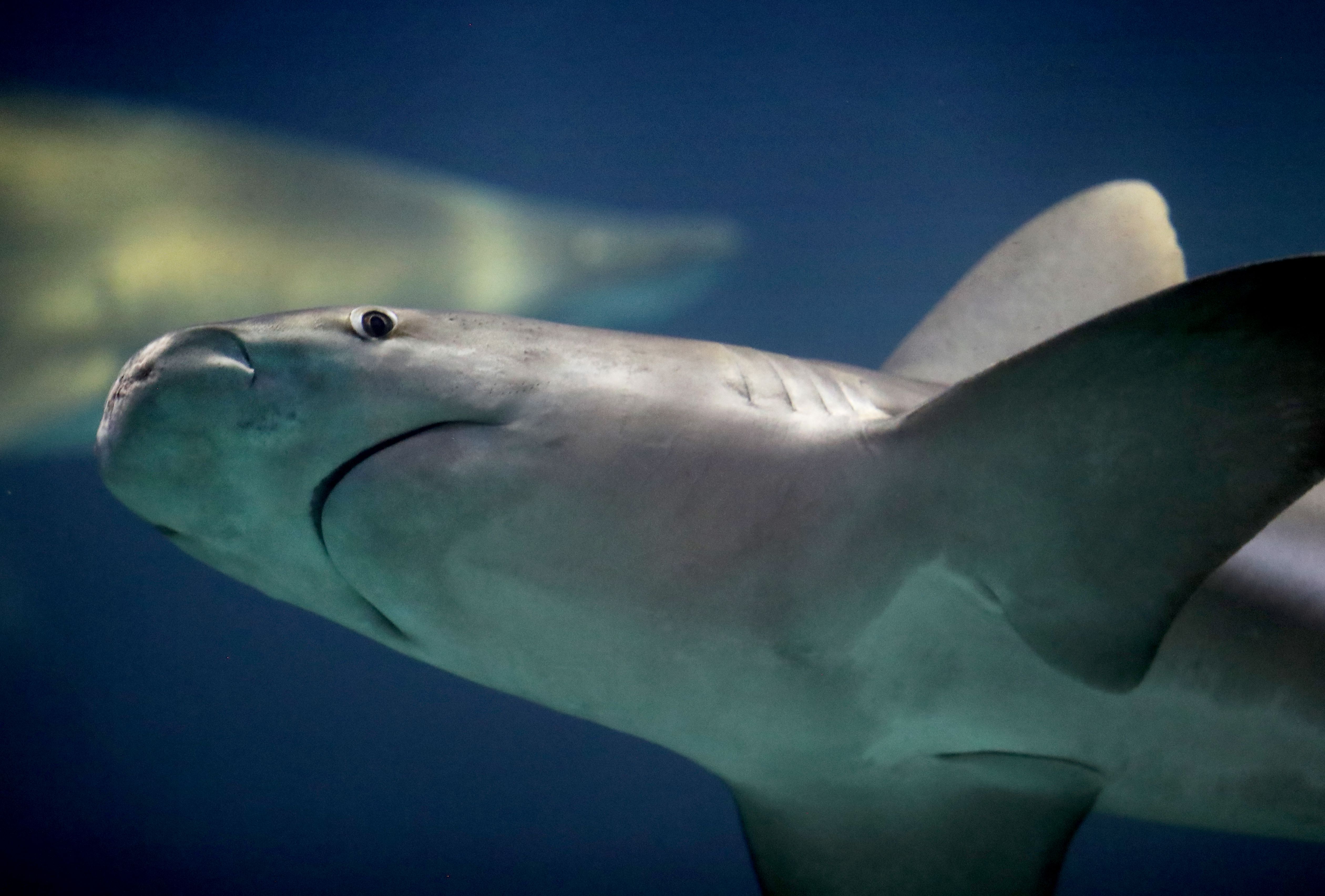Webinar: New Jersey Sharks and Their Habitats July 11
