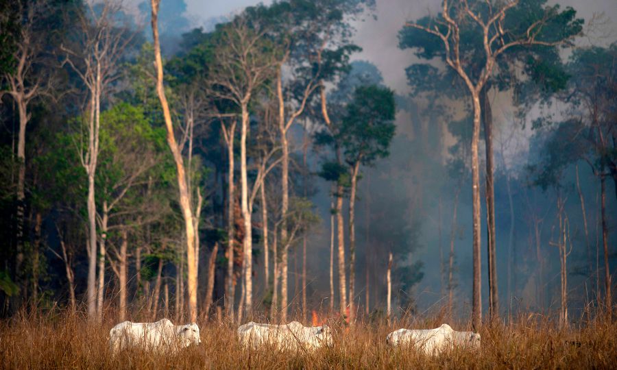 Incendios en la Amazonía (1)