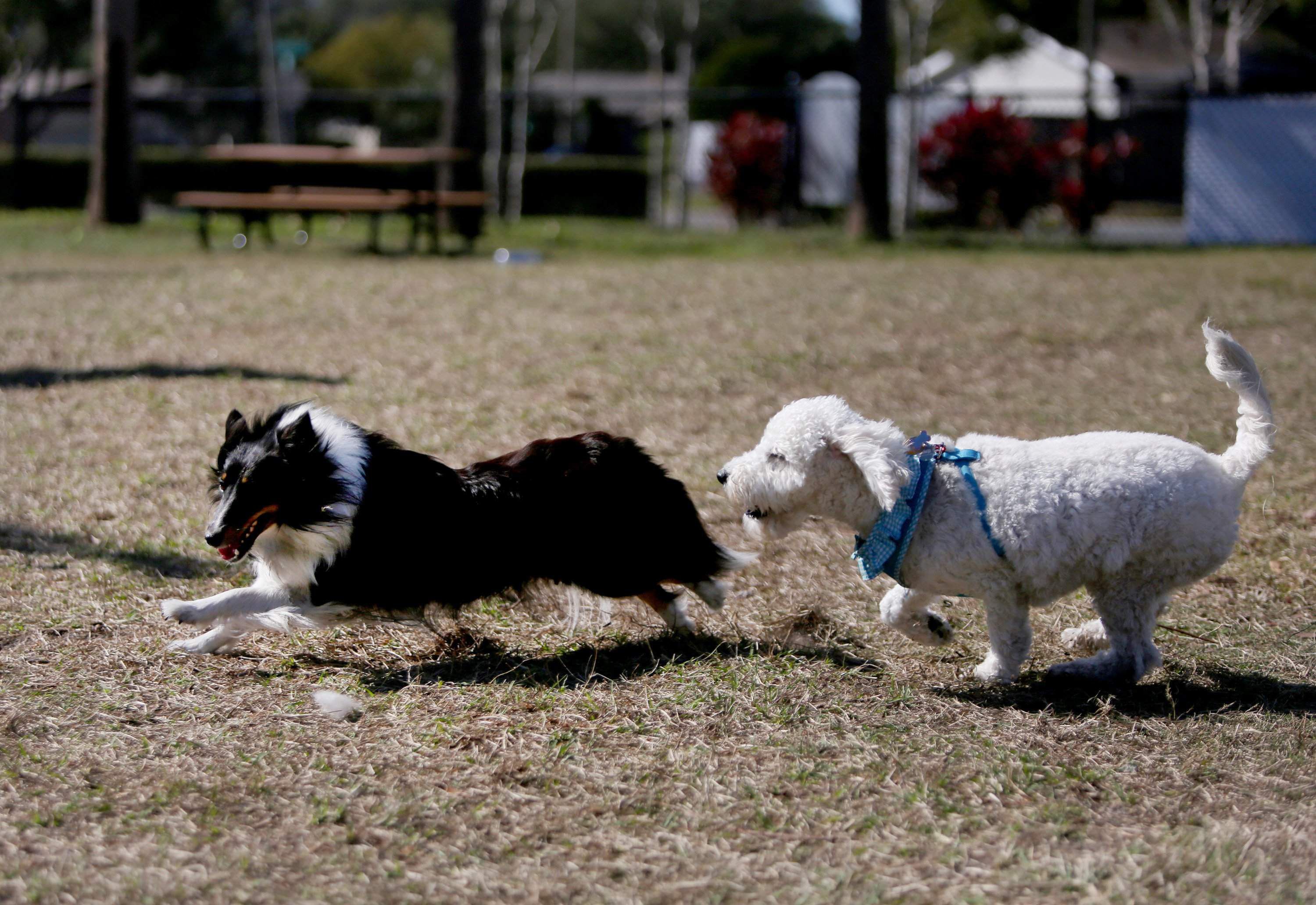 are dogs allowed at tampa bay walking bridge